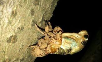 知了脱壳视频,揭秘蝉蜕壳的神奇过程