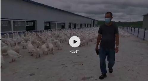 白鹅叫声视频,聆听自然之声，感受鹅鸣悠扬