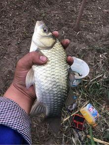台钓鲫鱼视频高清,高清台钓鲫鱼技巧全解析